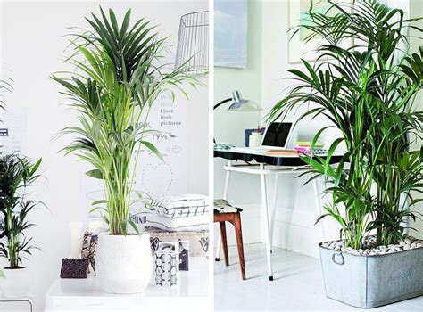 plantas de interior. Kentia palmera | Plantas | Pinterest ...