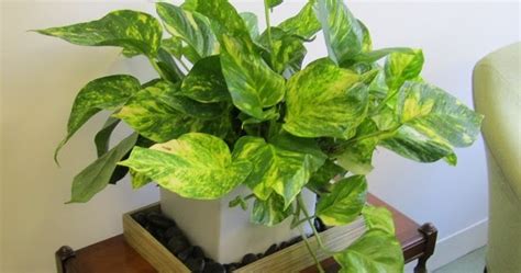 Plantas de interior podem aumentar a sua saúde | Ciência ...
