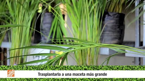 Plantas De Interior Precios. Best Infografa Plantas De ...
