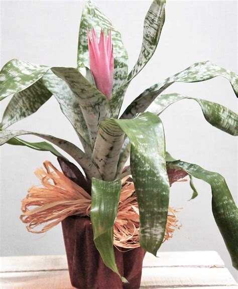 Plantas De Interior Precios. Great Plantas De Ikea Fotos Y ...
