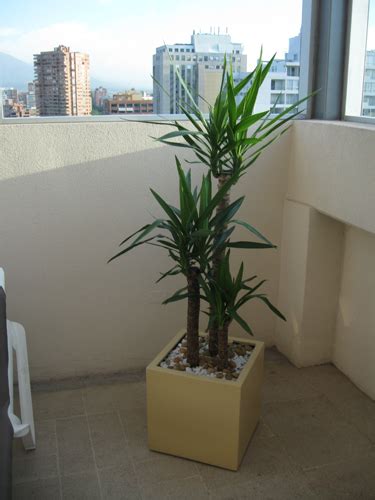 Plantas De Interior Precios. Latest Kokedama With Plantas ...