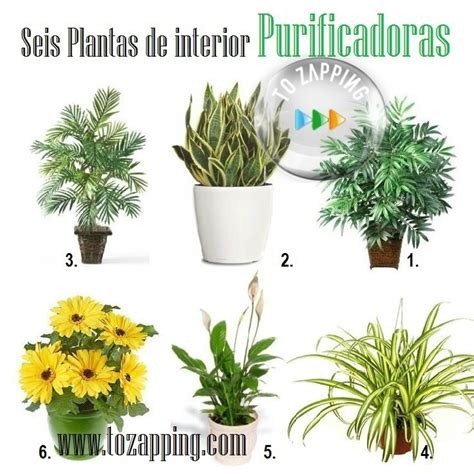 Plantas De Interior Purificadoras   Tozapping.com