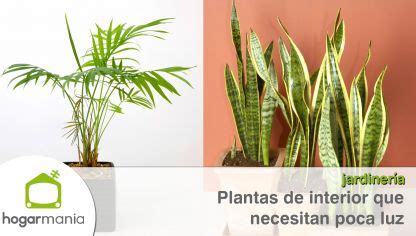 Plantas de interior que resisten con poca luz   Hogarmania