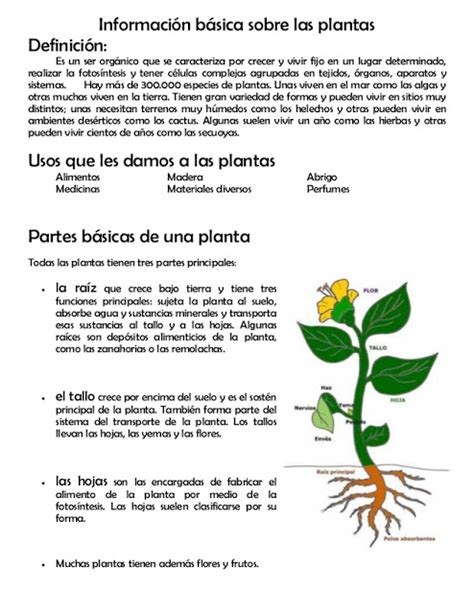 PLANTAS DE JARDIN: informacion sobre plantas