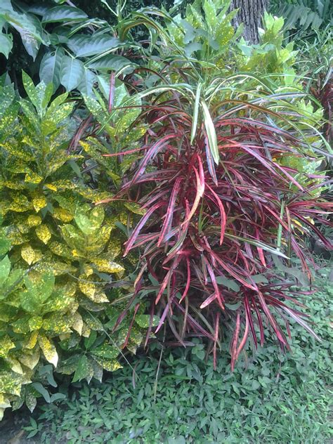 Plantas De Panamá: Plantas Ornamentales De Panamá
