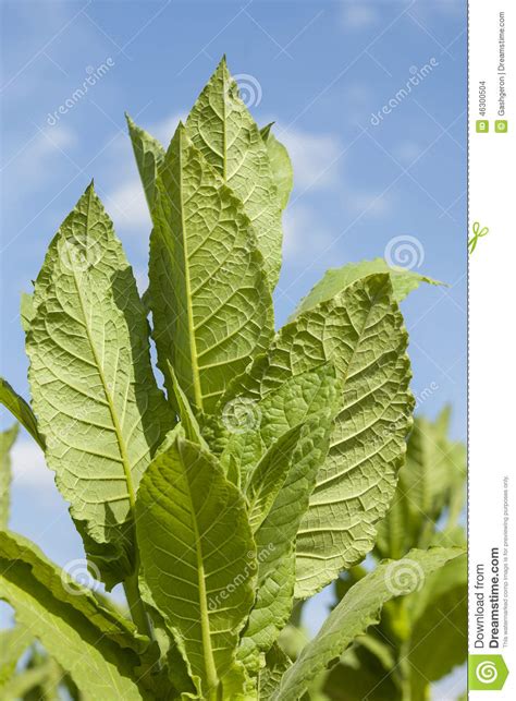 Plantas De Tabaco Verdes Con Las Hojas Grandes Foto de ...