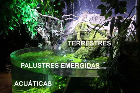 Plantas en acuaterrario | Zootecniadomestica.com