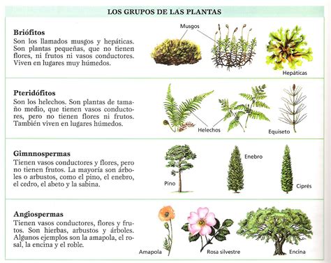Plantas Fichas   Fichas De Plantas Para Ninos   Mimasku.com