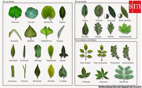 plantas hojas naturales artesanias de de hojas de colombia ...