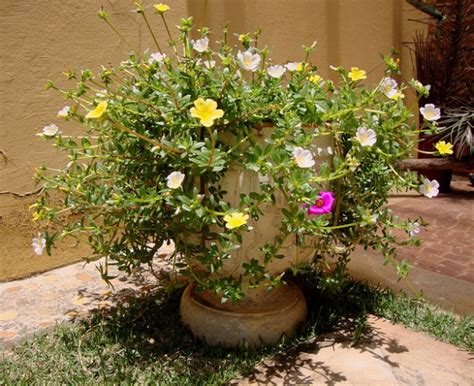 Plantas Ideais para Sol Pleno | Flores   Cultura Mix