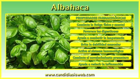 Plantas medicinales Albahaca