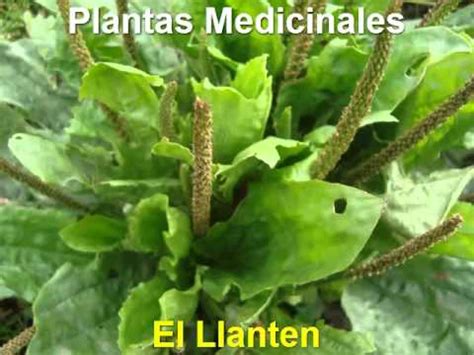 plantas medicinales antiinflamatorias   YouTube