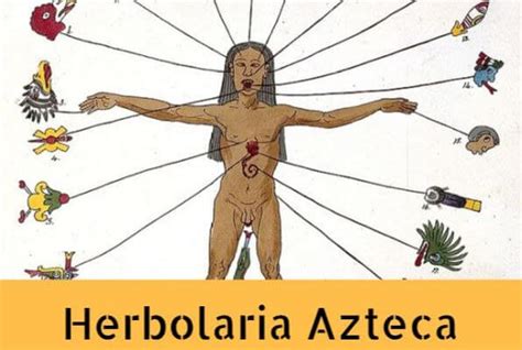 Plantas Medicinales Aztecas   Cultura Azteca