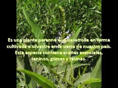 PLANTAS MEDICINALES DEL PERU   YouTube