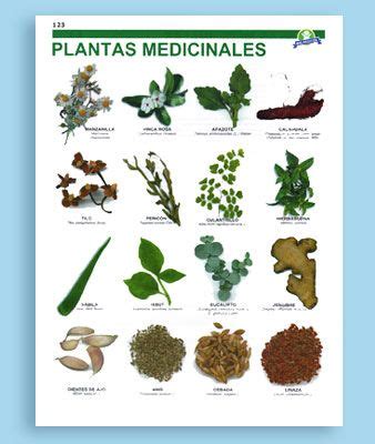 plantas medicinales dibujos antiguos   Buscar con Google ...