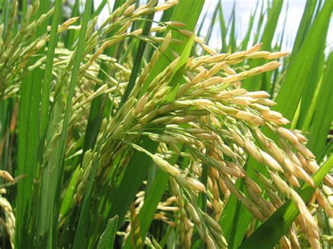 Plantas Medicinales » El arroz