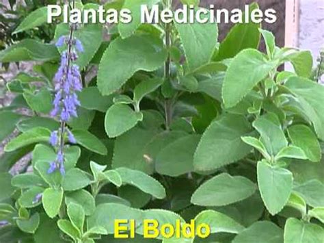 Plantas Medicinales   El Boldo   YouTube