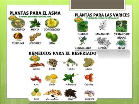 Plantas medicinales en mexico presentacion final