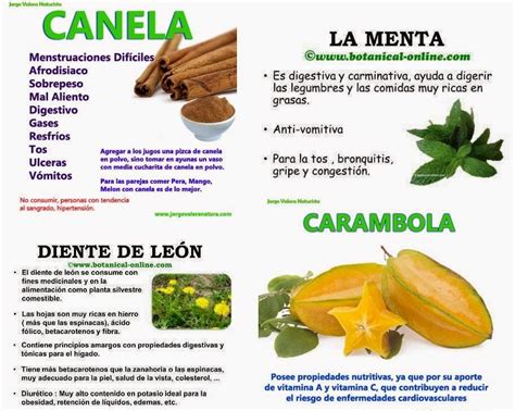 Plantas medicinales | Jardineria y Plantas medicinales ...