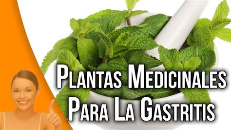 PLANTAS MEDICINALES PARA LA GASTRITIS | PLANTAS PARA LA ...
