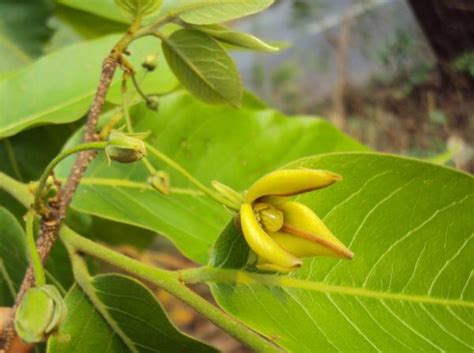 Plantas medicinales para la próstata   ONsalus