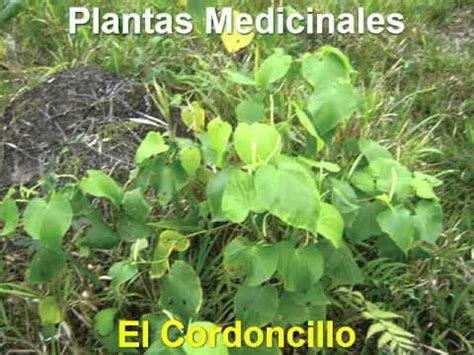 plantas medicinales para limpiar la sangre   YouTube