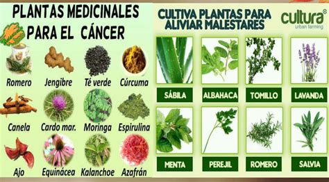 Plantas medicinales para toda la vida   Remedios Caseros