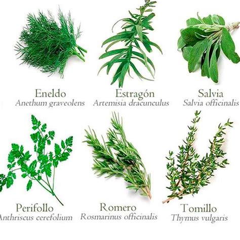 plantas medicinales | Plantas Medicinales | Pinterest ...