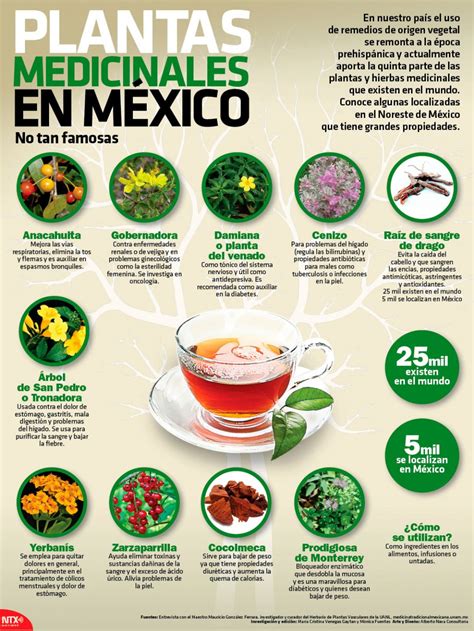 Plantas medicinales poco conocidas de Mexico | Infografías ...