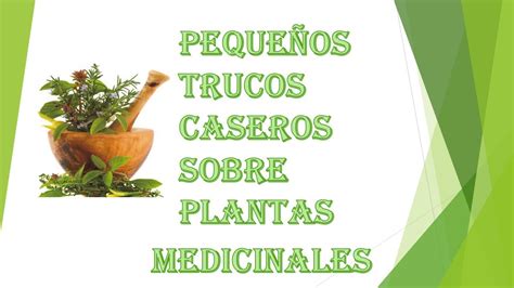 Plantas medicinales Remedios naturales. YouTube