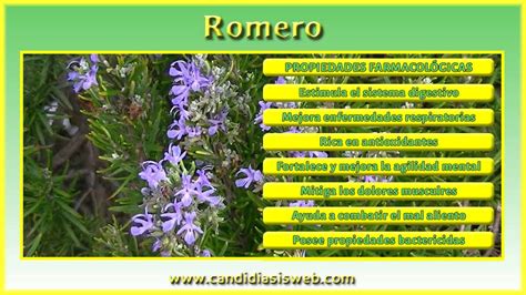 Plantas medicinales   Romero