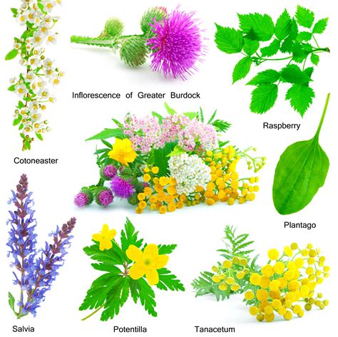 Plantas medicinales – Fitoterapia guía online de ...