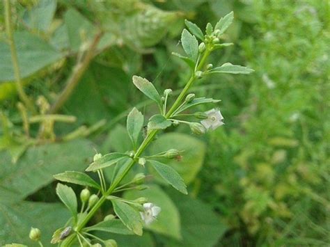 Plantas medicinales – Que son, para que sirven, tipos ...