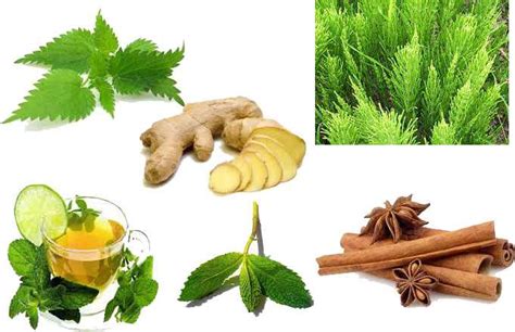 Plantas medicinales y remedios naturales para los vértigos ...