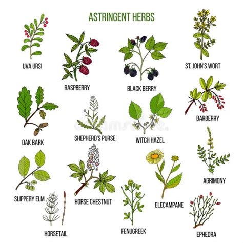 Plantas Medicinales【Cómo Cultivarlas y Para Qué Sirven ...