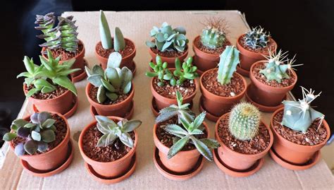 Plantas Miniatura, Plantas Suculentas, Cactus   $ 11.50 en ...