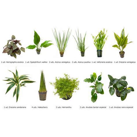 Plantas Naturales para Acuarios Combo 15   Tiendanimal