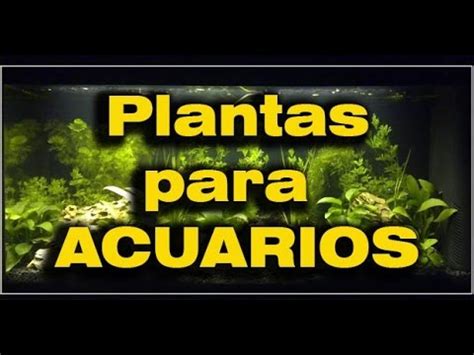 plantas naturales para acuarios   YouTube