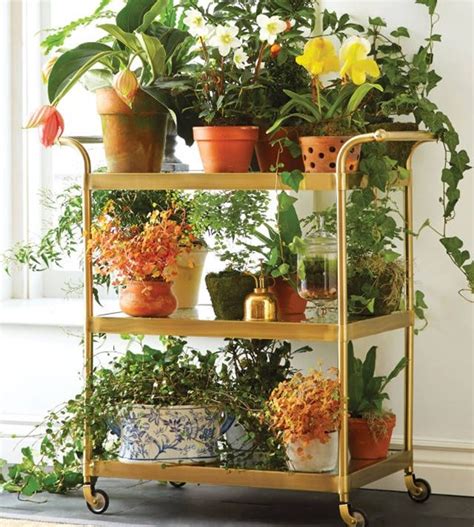 Plantas Ornamentais para Interiores Como Usar