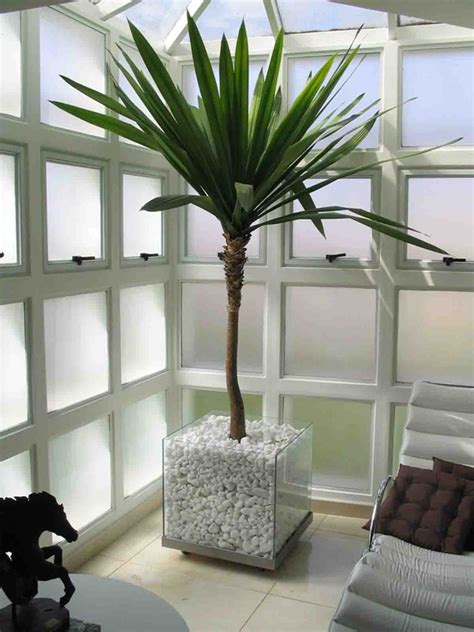 Plantas Ornamentais para Interiores Como Usar