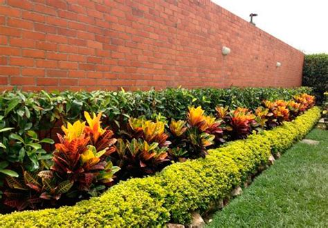 ¡Plantas ornamentales como barreras naturales en tu jardín ...