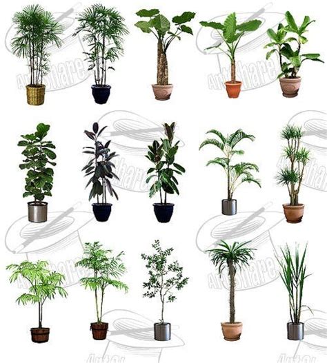 Plantas ornamentales con sus nombres   Imagui