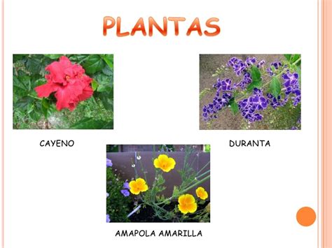 Plantas ornamentales