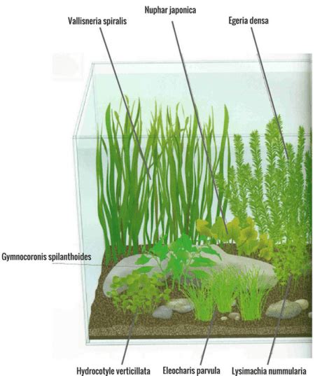 Plantas para acuario de AGUA FRÍA: las 11 imprescindibles