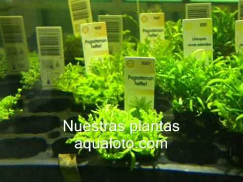 Plantas para acuarios de agua dulce.www.aqualoto.com   YouTube