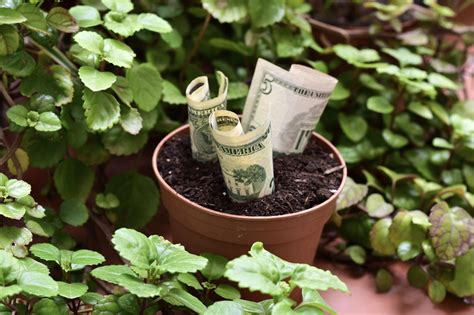 Plantas para Atraer el dinero y amor   YouTube