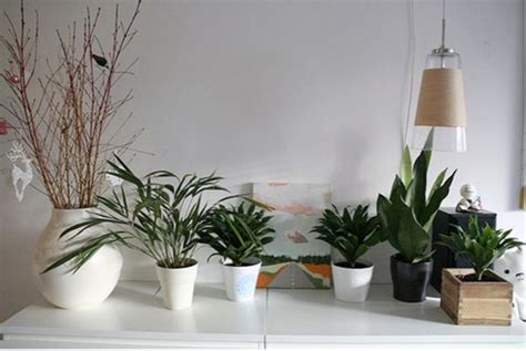 Plantas para Decoração de Interiores   Projeto e Casas ...