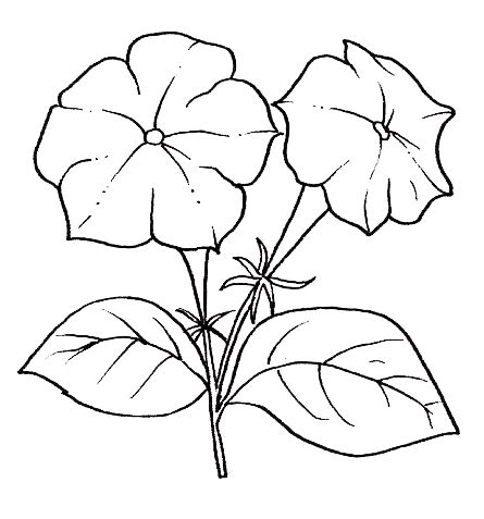 Plantas para dibujar Imagui