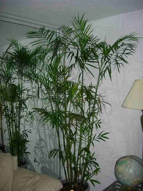 Plantas para jardines verticales o azoteas verdes