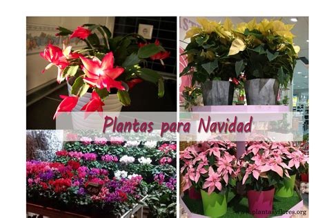 Plantas para navidad – Plantas y Flores